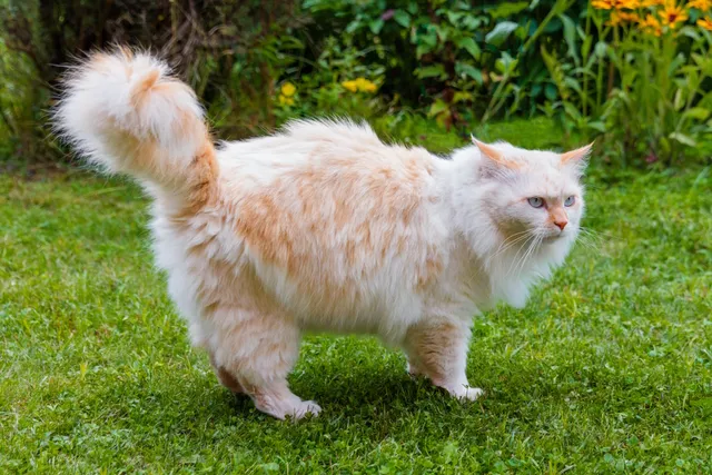 Turkish Angora Cat Grooming - 8 Vet Approved Tips and Tricks