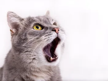 Coughing in Cats: Causes & Treatments (Vet Answer)