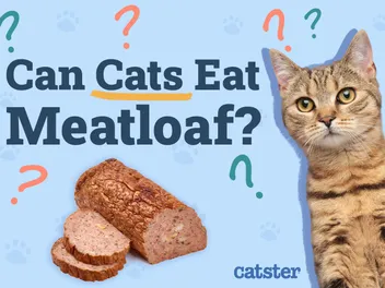Can Cats Eat Meatloaf? Vet-Reviewed Diet Facts & FAQ