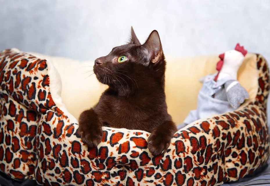 Havana brown cat in a bed