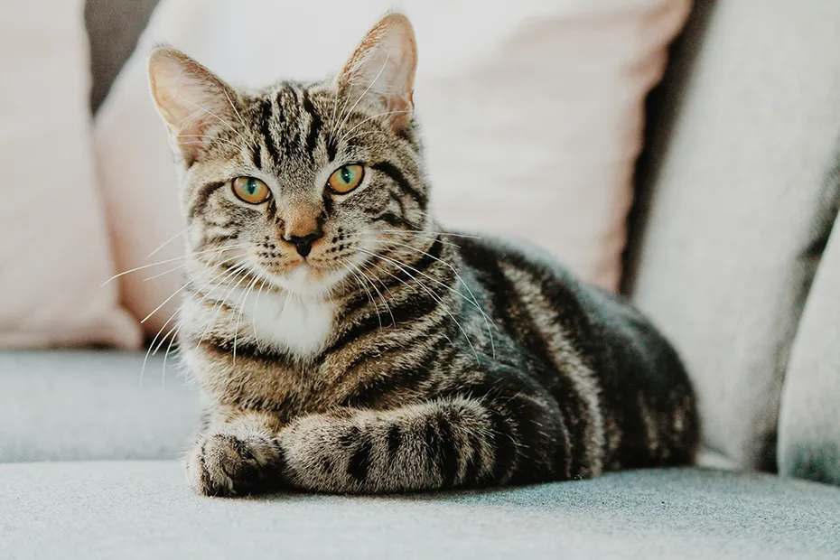 tabby cat on the sofa