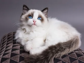 Are Ragdoll Cats Vocal? 5 Vet-Verified Sounds (With Audio)