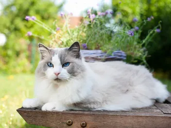 How To Keep Outside Cats Cool in the Summer: 5 Vet-Approved Tips