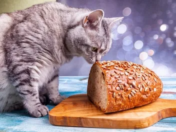 Why Do Cats Like Bread So Much? 4 Possible Reasons & Vet-Approved Alternatives