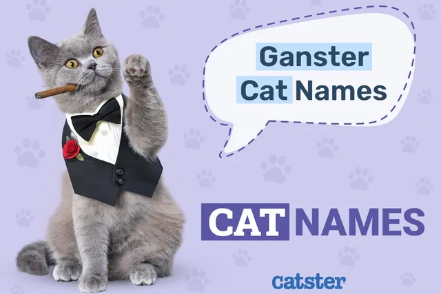 90 Gangster Cat Names: Ideas for Your Badass Feline