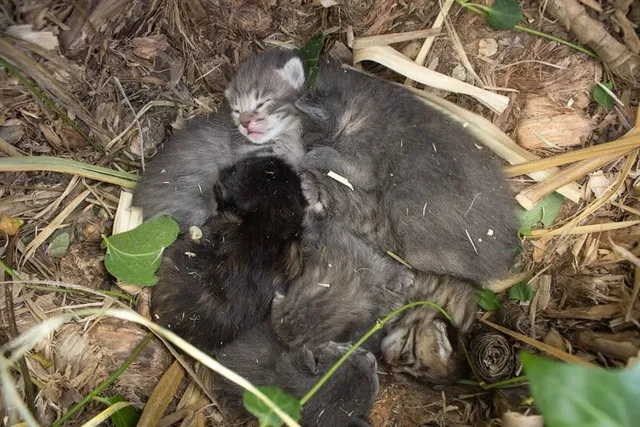 How to Tell if a Mother Cat Has Abandoned Her Kittens: Vet-Reviewed Facts & FAQ