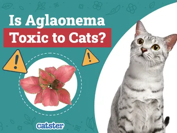 Is Aglaonema Toxic to Cats? Vet-Verified Houseplant Advice