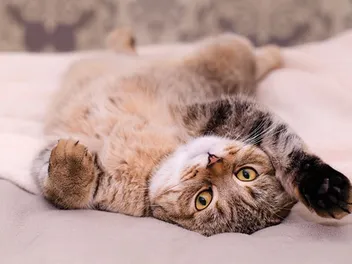 Is Your Cat Sleeping Too Much or Not Enough? Vet-Reviewed Signs & When to Worry