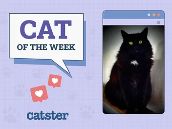 Catster Photo Contest: Cats of the Week Winners (October 30, 2025)