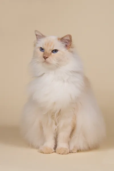 Beautiful Cream point Ragdoll