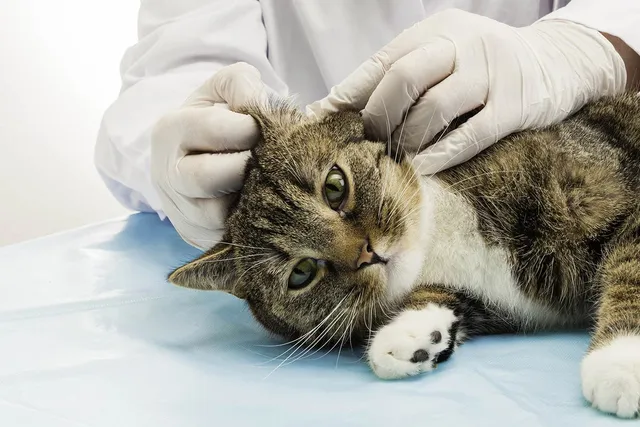 Do Cats Need a Spay or Neuter Tattoo? (Vet Answer)
