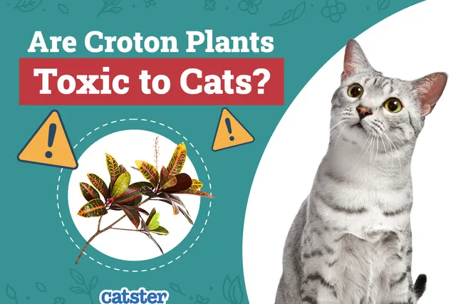 Are Croton Plants Toxic to Cats? Our Vet-Approved Advice
