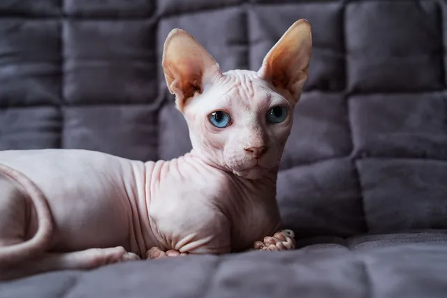 Bambino Cat Breed: Info, Pictures, Temperament & Traits