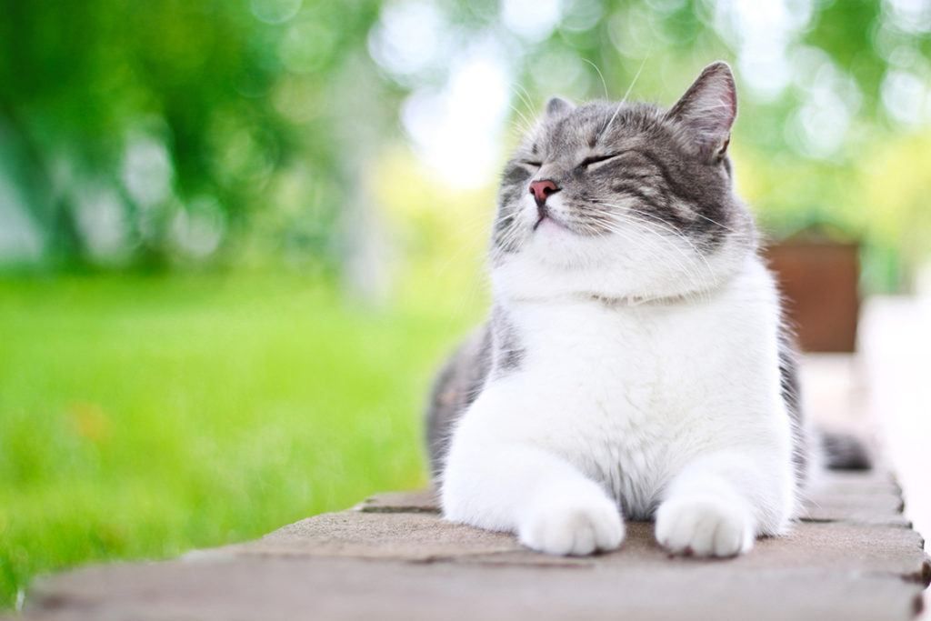 What Smells Do Cats Like? 9 Vet-Verified Scents They Can't Resist