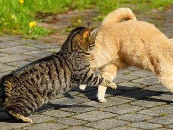Cat Has Bite and Scratch Wounds? Our Vet Answer What to Do