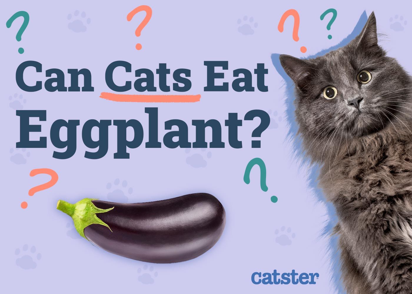 Can Cats Eat Eggplant