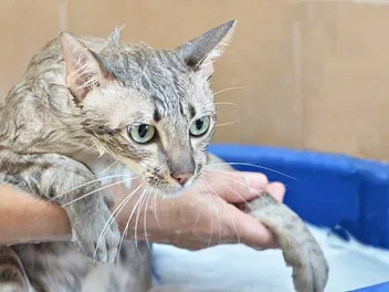6 Best Organic Cat Shampoos of 2026 - Reviews & Top Picks