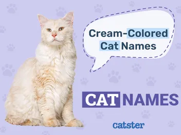 600 Names for Cream Colored Cats: The Ultimate List for Your Pet