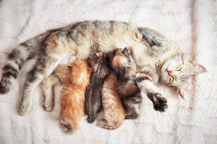 Gray mother cat feeding kittens while taking a nap