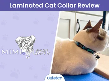 Mimi Green Laminated Cotton Cat Collar Review 2026: When Style Meets Durability