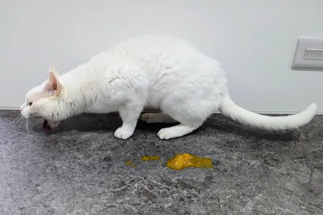 What's That Sound? The Melodious Tones of the Feline Upchuck