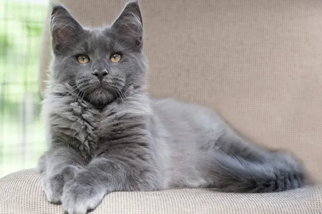 Grey Maine Coon: Does It Even Exist?