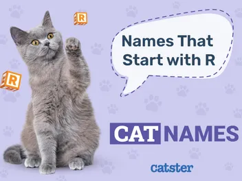Most Popular Cat Names That Start With R: Popular Male & Female Ideas