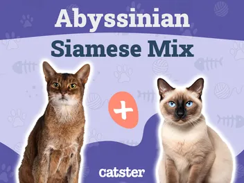 Abyssinian Siamese Mix: Info, Pictures, Care Guide & Temperament