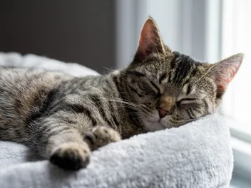 What Normal Aging Looks Like in Cats and When You Should Worry