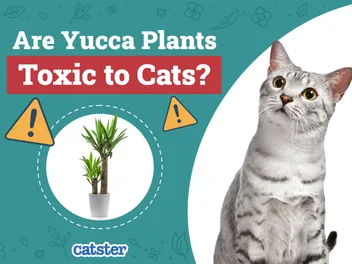 Are Yucca Plants Toxic to Cats? Vet-Verified Ingestion Signs & Treatment