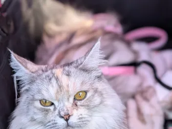 Kizzy: The Feline Princess With a Purpose