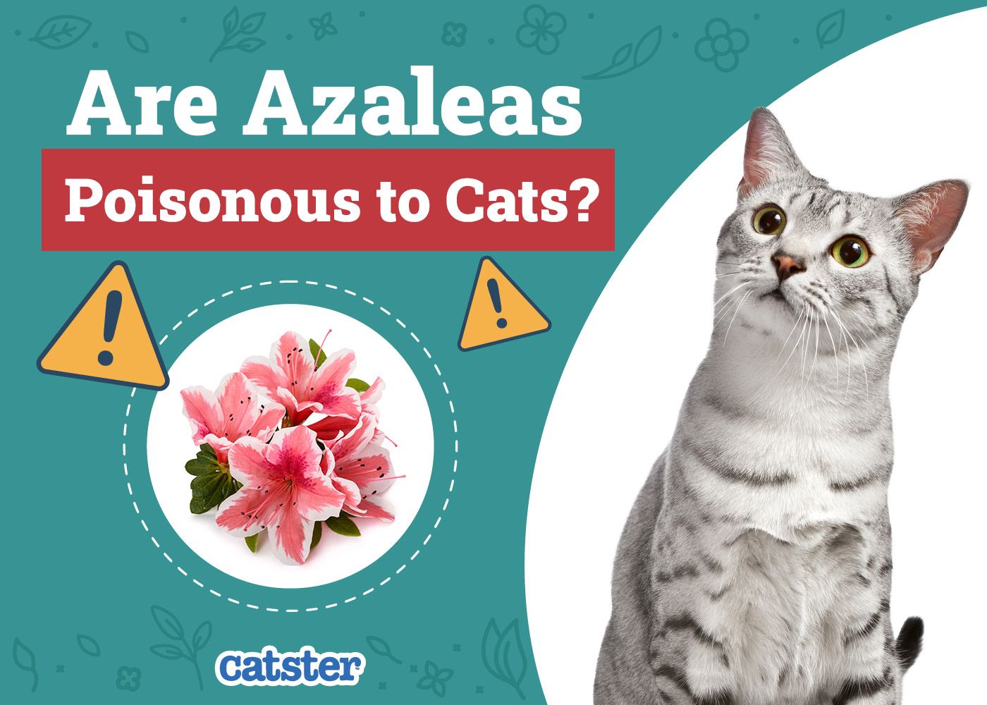 Catster_Are Azaleas Poisonous to Cats