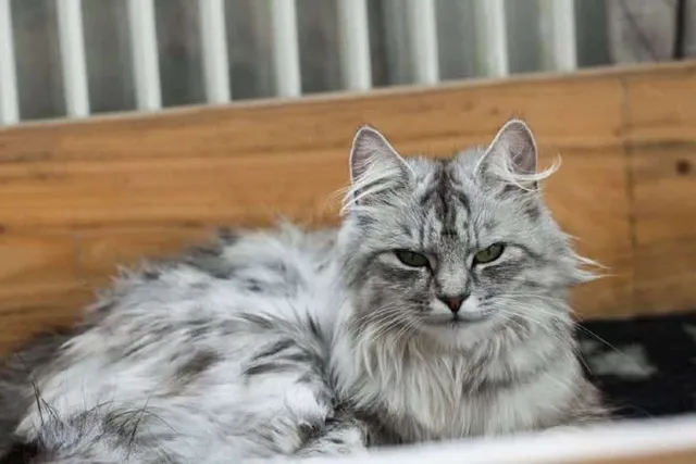 How Long Do Cats Live? Feline Lifespan Facts Explained (Vet Approved)