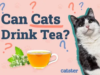 Can Cats Drink Tea? Vet-Approved Nutrition Advice