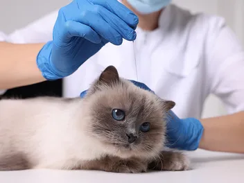 Acupuncture for Asthma in Cats: Pros, Cons & Effectiveness (Vet Answer)