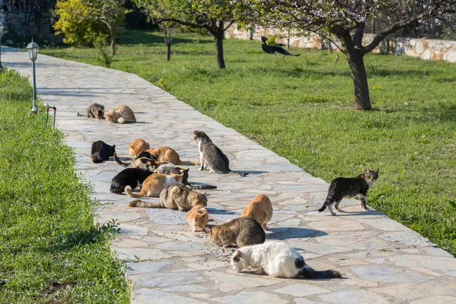 Understanding Lost Cat Behavior: Vet-Reviewed Feline Personality Factors