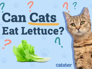 Can Cats Eat Lettuce? Vet-Verified Benefits & Precautions