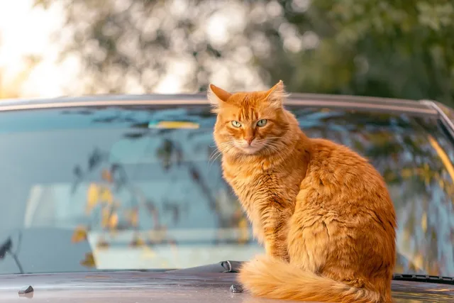 How to Keep Cats Off Your Car: 16 Vet Approved Ideas