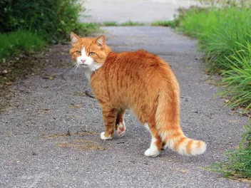 Is Your Cat Missing or Just on an Adventure? How to Tell (With Vet-Reviewed Tips)