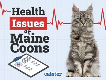Maine Coon Cat Health Problems: 8 Vet-Reviewed Issues