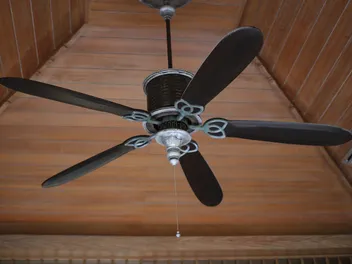 Why Is My Cat Afraid of the Ceiling Fan? - 4 Possible Vet-Reviewed Reasons