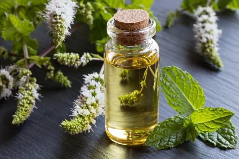 Peppermint essential oil