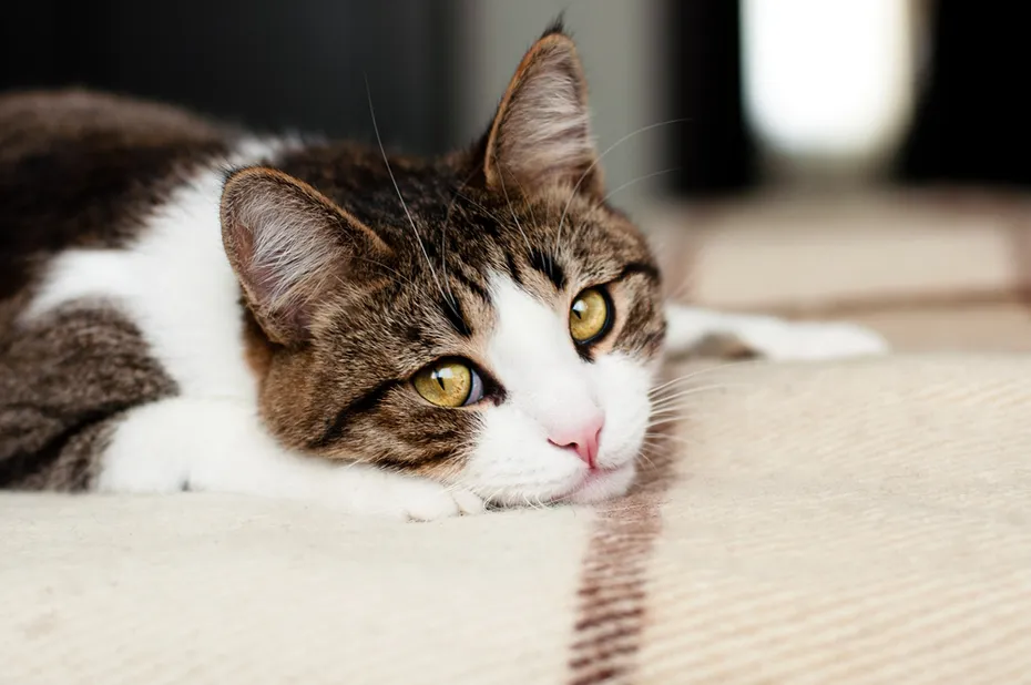 Sad-cat-lying-on-carpet
