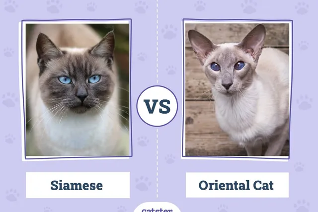 Siamese Cat vs. Oriental Shorthair Cat: Vet-Verified Key Differences (With Pictures)