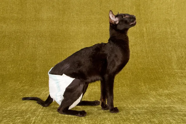 Pros & Cons of Using Cat Diapers: Is It Right for Your Cat? Vet-Reviewed Info