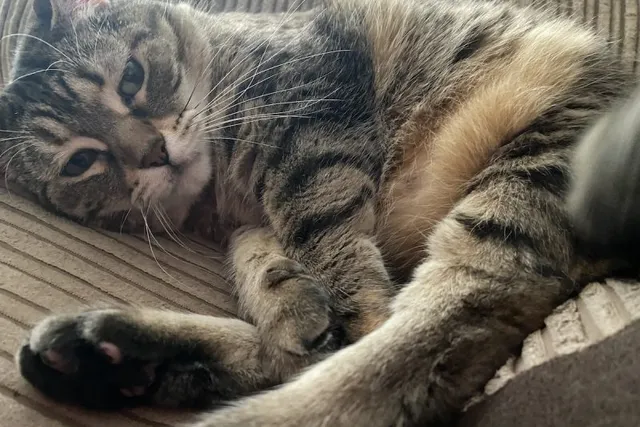 When the Wee! Isn’t So Fun: Feline Inappropriate Urination in My Patients