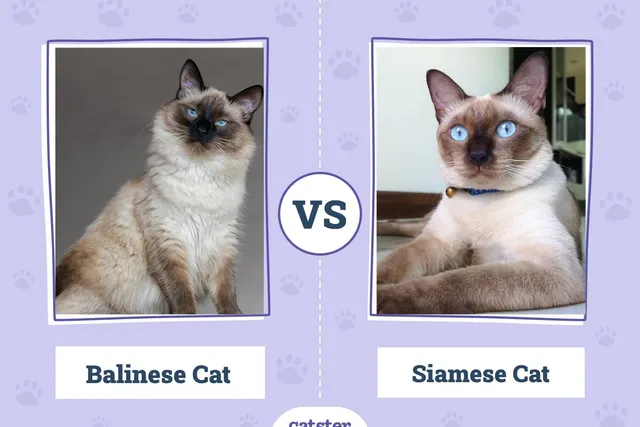 Balinese vs Siamese Cat: What's the Difference? (With Pictures)