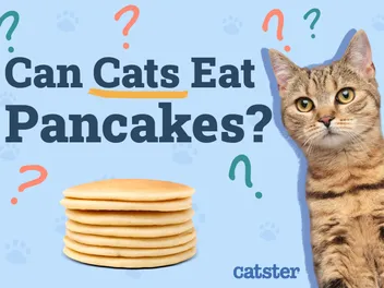 Can Cats Eat Pancakes? Vet-Verified Nutritional Facts & Health Advice