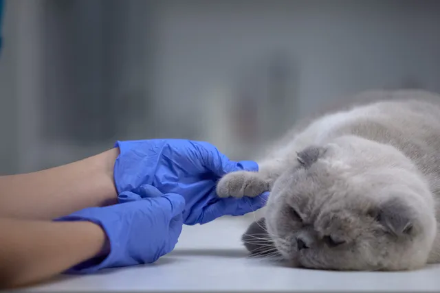 How to Treat a Cat's Broken Nail: Vet-Approved Care Tips & FAQ