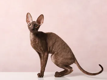 11 Long Nosed Cat Breeds (With Info & Pictures)